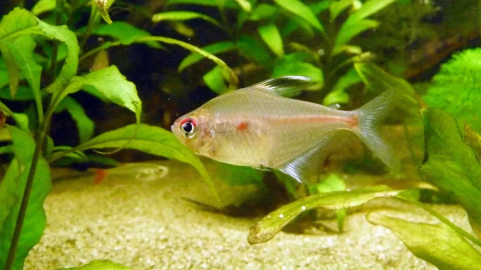 Bleeding Heart Tetra